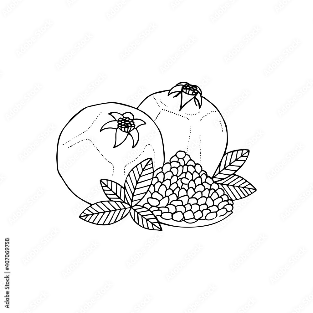 Pomegranates. Pomegranates outline drawing isolated on white background. Pomegranates with leaves sketch drawn illustration. Part of set.