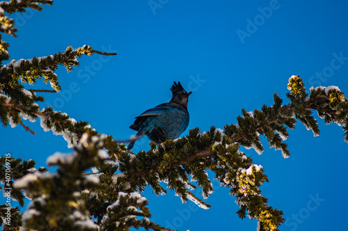 Paradise Mount Rainier Bird in Snow