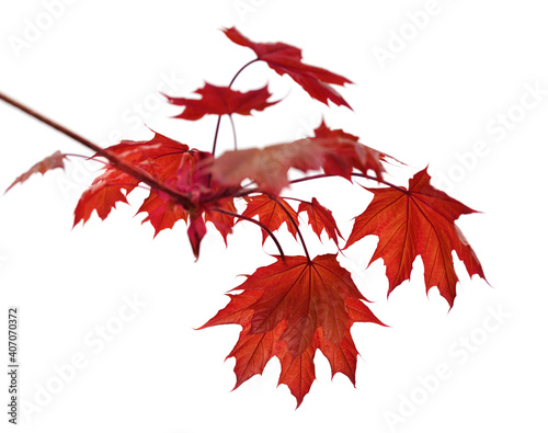 Branch of maple tree with autumn maple-leafs isolated on white