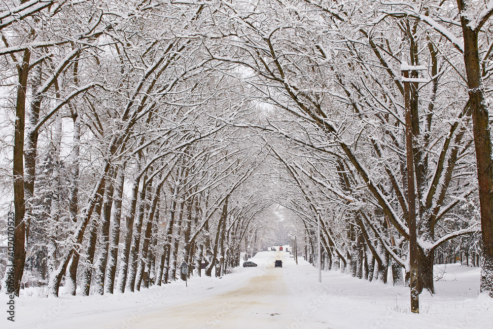 Winter snowy alley road. Branches of poplar trees. Cars on snow-covered winding rural asphalt street