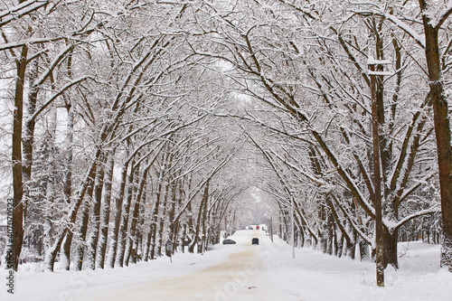 Obraz na płótnie Winter snowy alley road. Branches of poplar trees. Cars on snow-covered winding rural asphalt street w salonie