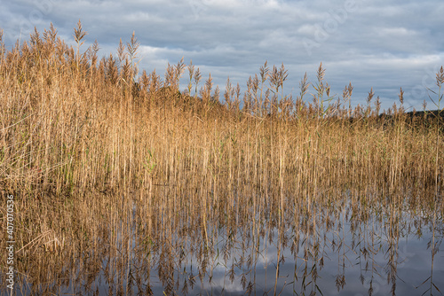 Water Reeds