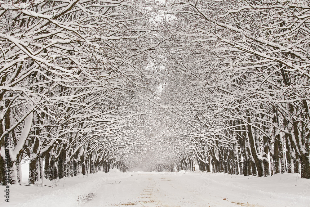 Winter snowy alley road. Branches of maple trees. Snow-covered winding rural dirt street in village