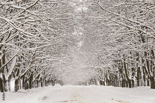 Obraz na płótnie Winter snowy alley road. Branches of maple trees. Snow-covered winding rural dirt street in village w salonie