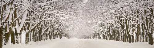 Obraz na płótnie Winter snowy alley road panorama. Branches of maple trees. Snow-covered winding rural dirt street in village. Winter wonderland after blizzard. w salonie