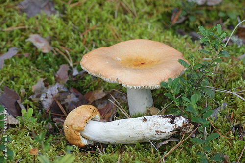 Russula decolorans, copper brittlegill, wild edible mushroom from Finland