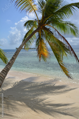 palm tree on the beach of San Blas islands  Panama