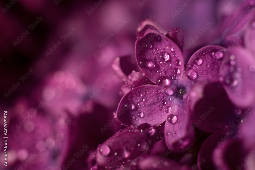 Beautiful purple lilac flowers. Macro photo of lilac spring flowers. Beautiful purple lilac flowers. Macro photo of lilac spring flowers.