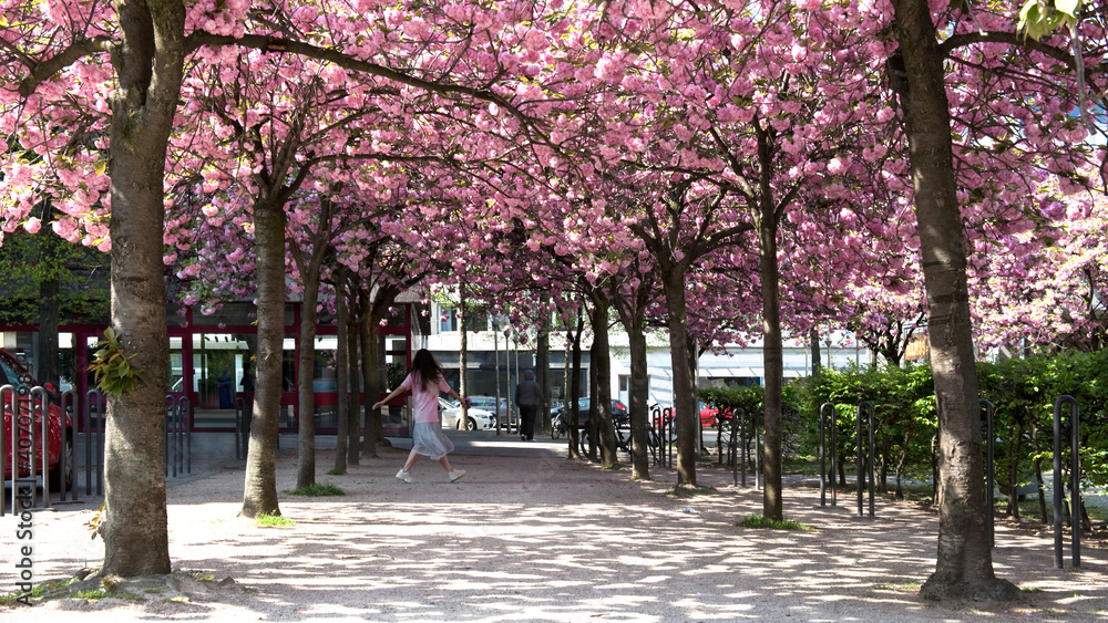 Fototapeta premium Kirschblüte, Stadt, Allee, Kirschbäume