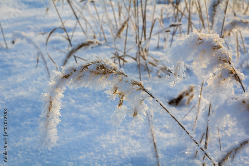 Spikelets and branches covered with frost and fluffy snowflakes in a meadow, on a sunny day at sunset. Close-up. Season of the year, winter time © ЮРИЙ ПОЗДНИКОВ