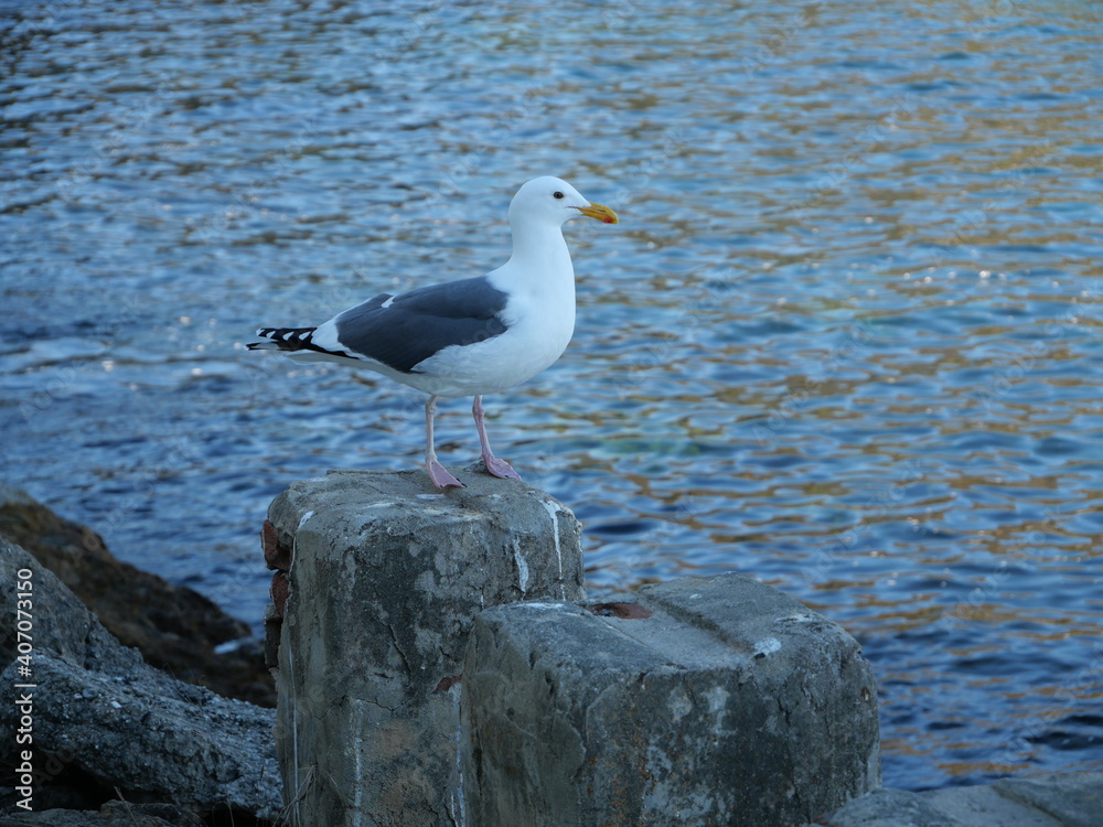 Fototapeta premium Bird in Avalon, Catalina Island