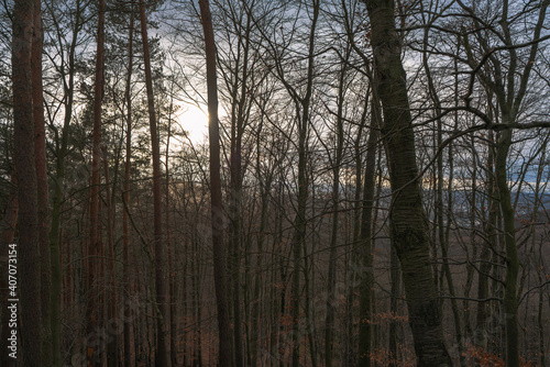 View through the bare trees in the late afternoon. January scene.