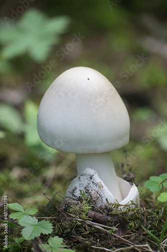 Amanita magnivolvata, also called Amanitopsis magnivolvata, a toadstool from Finland with no common english name