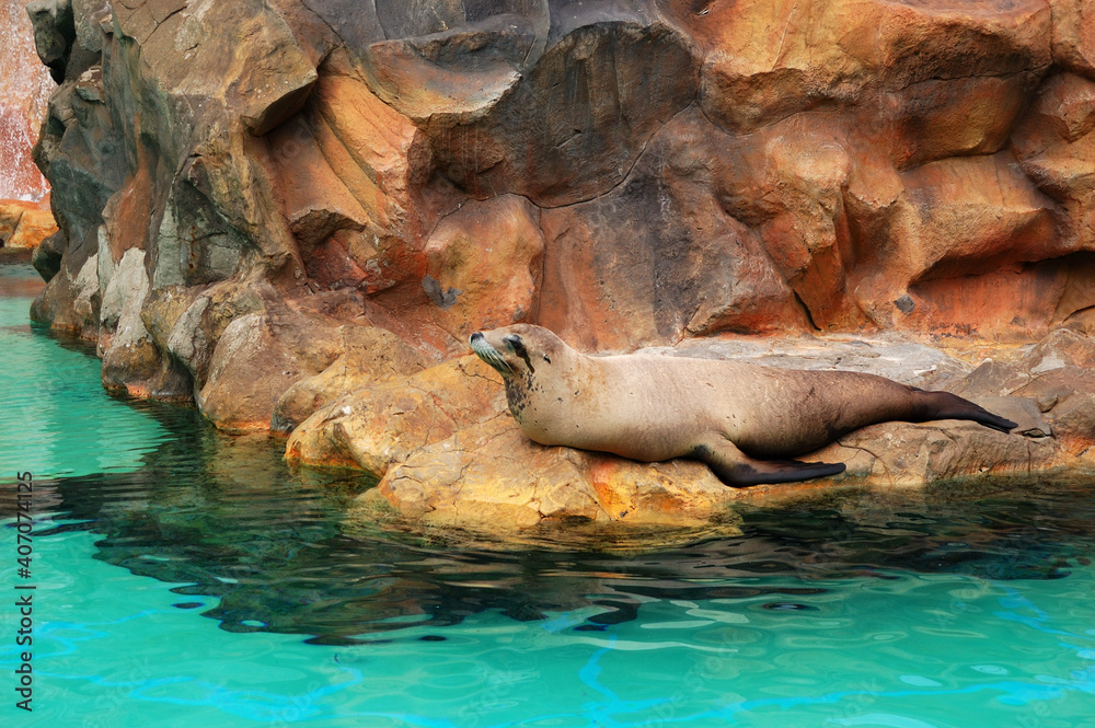 Fototapeta premium The Sea Lion in Siam waterpark, Tenerife, Spain