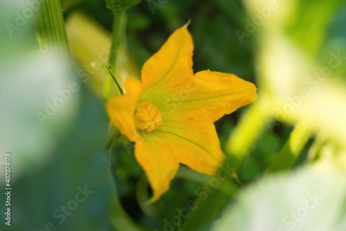 Beautiful yellow - orange flower of blooming pumpkin. Macro detail of gourd in blossom in homemade garden. Close up. Organic farming, healthy food, BIO viands, back to nature concept. © Digihelion