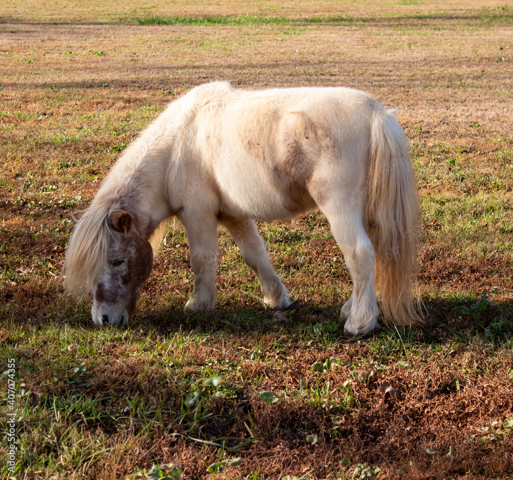 Obraz premium white horse in the field
