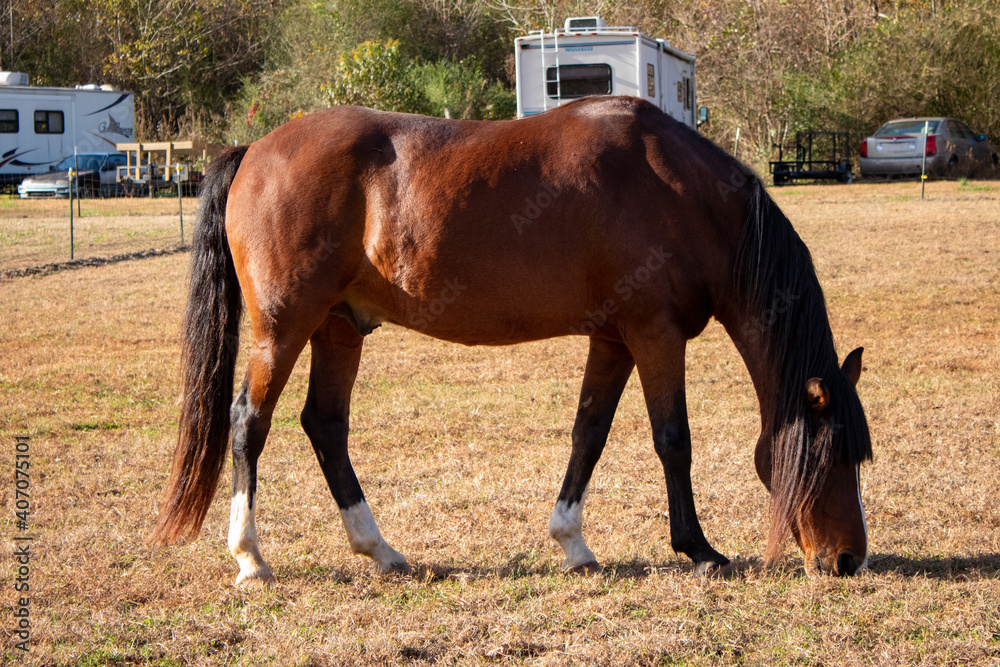 Obraz premium Horse grazing