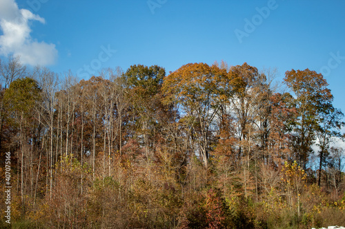 trees in the autumn