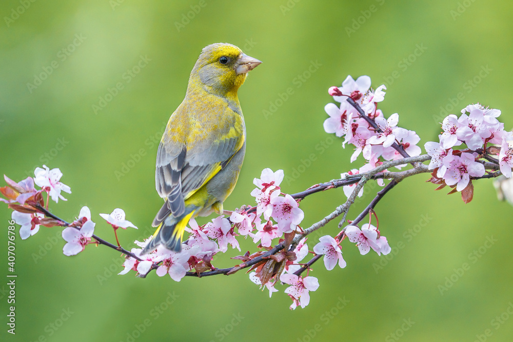 Eurasian greenfinch (Chloris chloris) on a blossoming branch