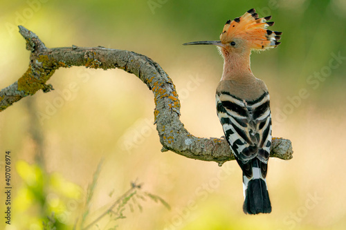 Eurasian Hoopoe or Common hoopoe (Upupa epops)