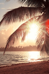 Wandcirkels Bruin Tropische zonsopgang met palmbomen Caribische zee  © Swetlana Wall
