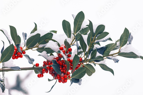  Red berries and green holly
