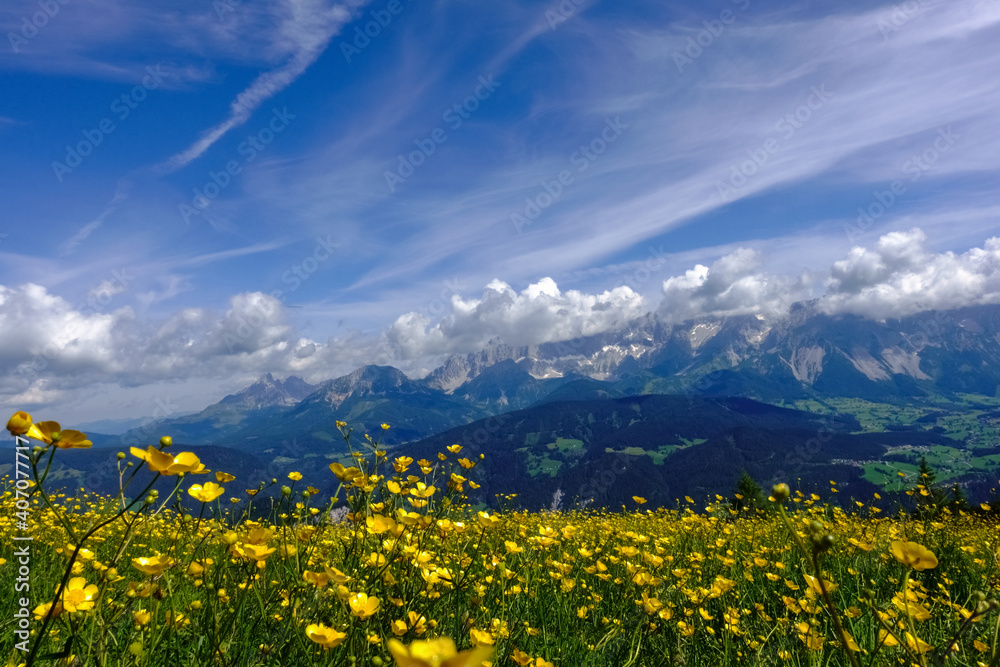 yellow flowers on a meadow in the mountains
