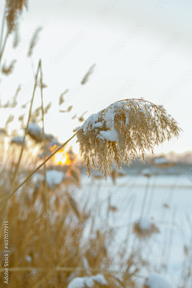 Obraz premium reeds in the snow