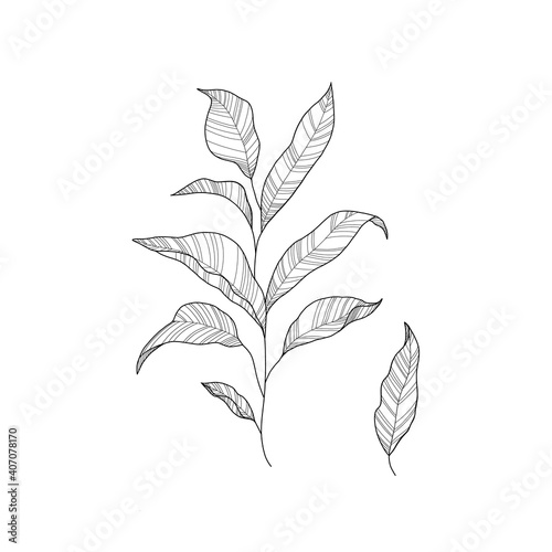 Houseplant vector illustration - outline indoor flower with leaves and blossoms in line art isolated on white background for floral design.