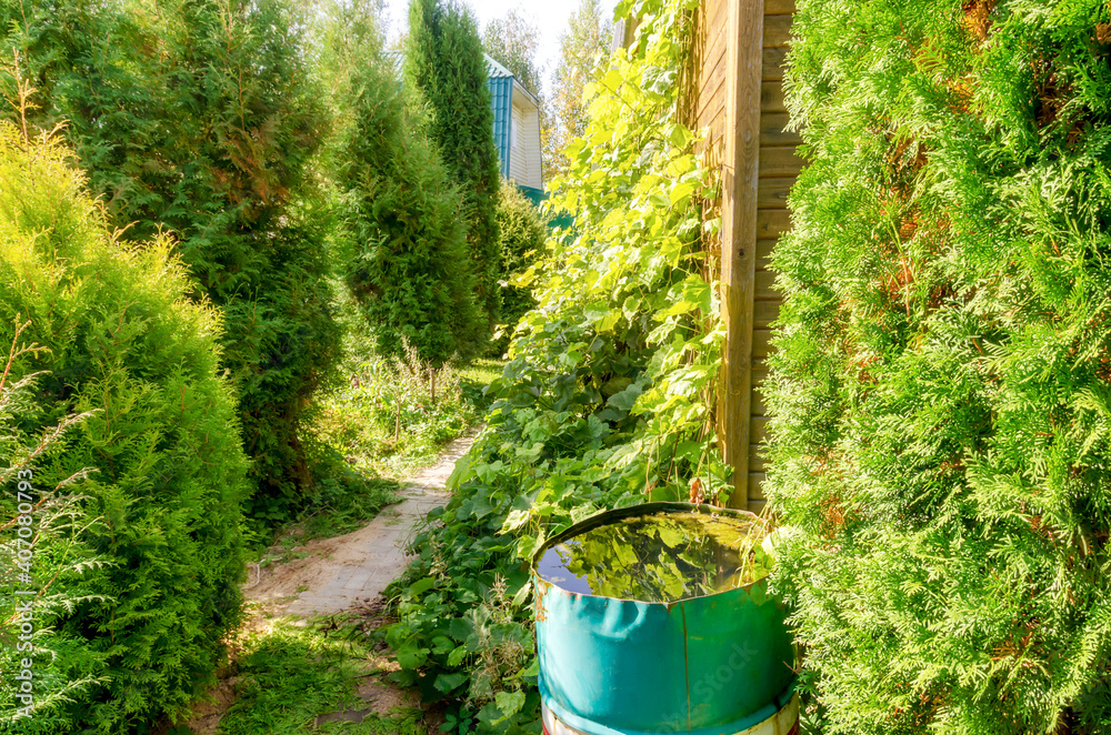 Metal barrel of thuja grapes Metal barrel of thuja grapes