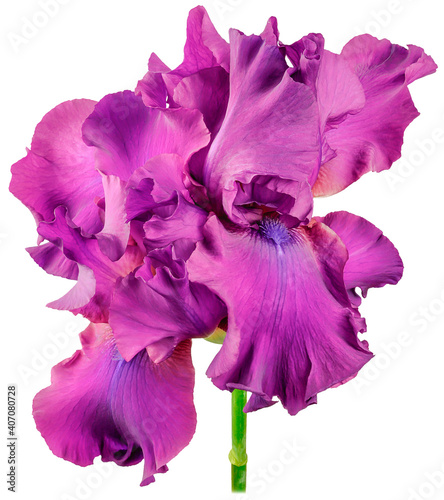 iris bud purple on white