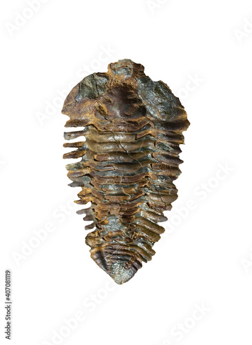 Nesuretus ovus, trilobites fossil from Middle Ordovician