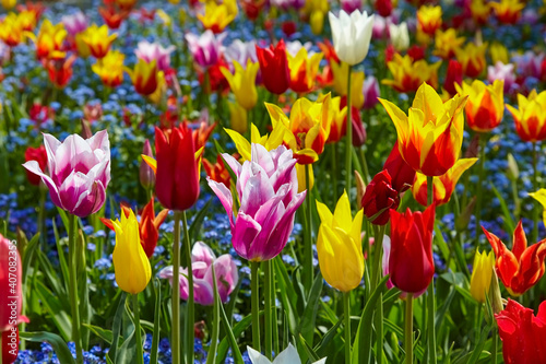 Fototapeta Naklejka Na Ścianę i Meble -  Beautiful colorful tulips in the flowerbed, close-up.