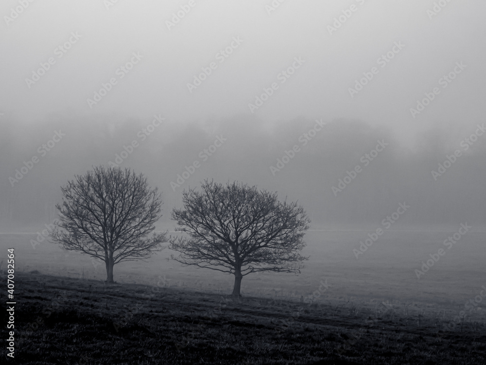 two winter trees silhouetted against  fog 