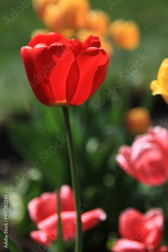 Beautiful red tulips in the flowerbed  close-up.