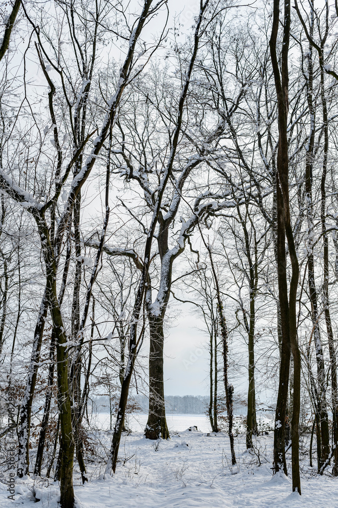 Landscape of France, forest under the snow - A great beech in the Alsatian forest, snow and fog, cold and humidity. Landscape of France, forest under the snow - A great beech in the Alsatian forest, snow and fog, cold and humidity.