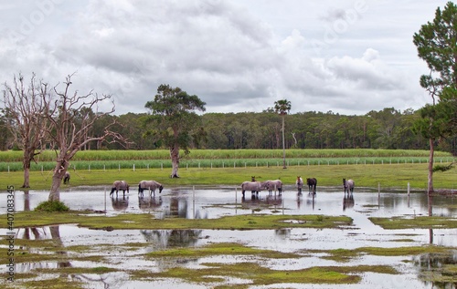 The Scene near Bonville in the NSW, after the rains on the flatlands.