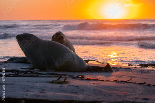 Elephant seal