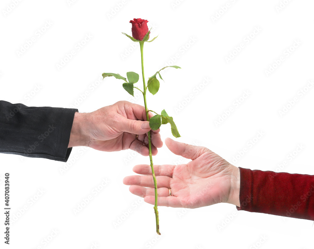 Hand of an elderly man is giving a red rose to the hand of his wife on valentines or wedding day in love, isolated on a white background, copy space Hand of an elderly man is giving a red rose to the hand of his wife on valentines or wedding day in love, isolated on a white background, copy space