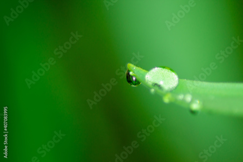 Water drop on leaf with natural green background, condensation, copy space