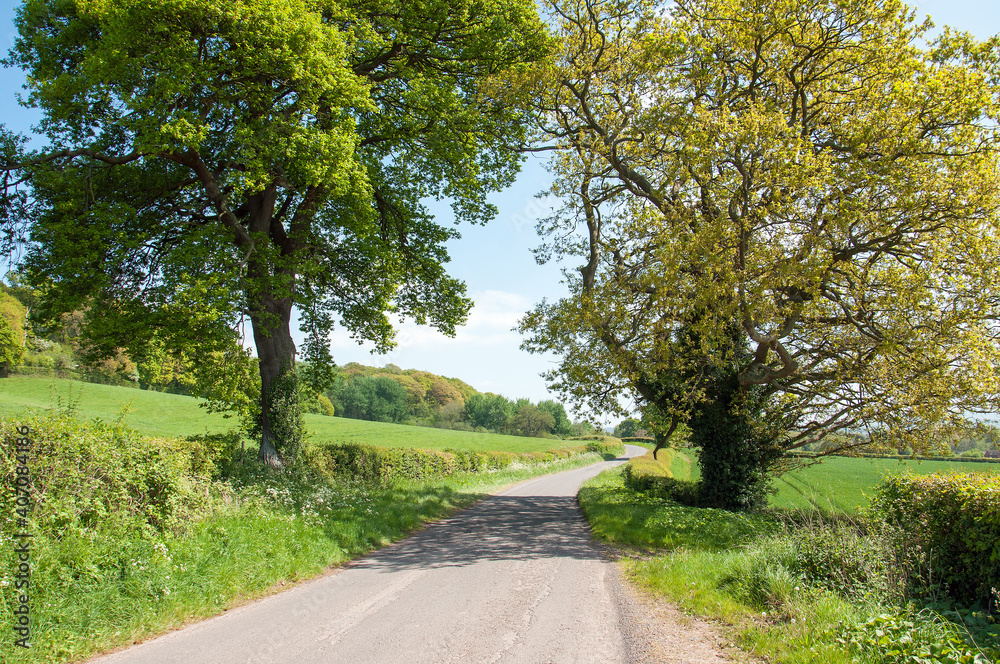 Summertime country lane in the English countryside.