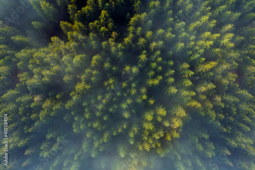 Aerial view of a dense pine forest covered with morning fog.