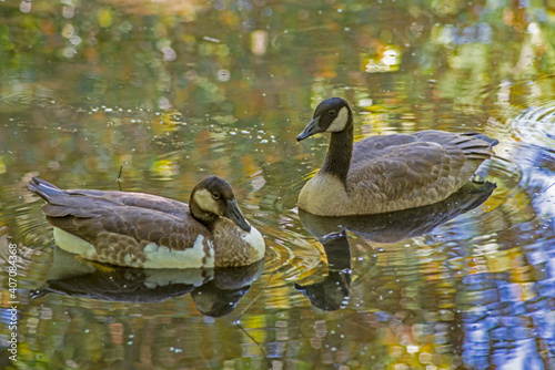 Two Canada Geese show their water reflections in a clear lake.