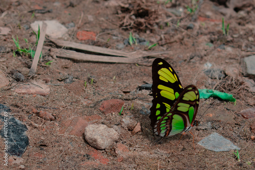 green butterfly (ID: 407084769)