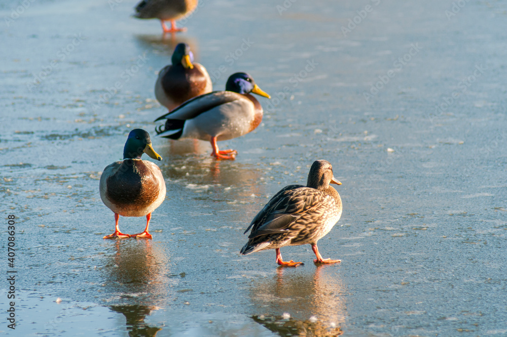 wild ducks in the nature of a sunny day wild ducks in the nature of a sunny day