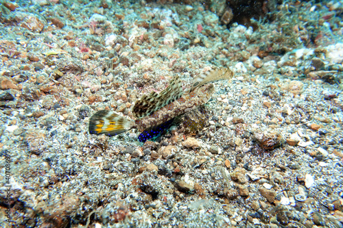 Dactylopus kuiteri - Orange-Schwarzer Dragonet  Kuiters Leierfis