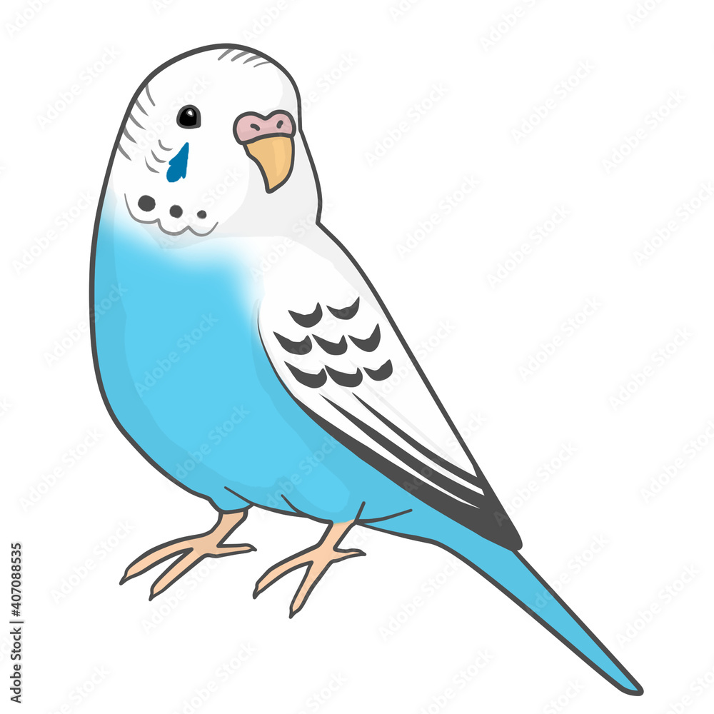 セキセイインコ セキセイインコ