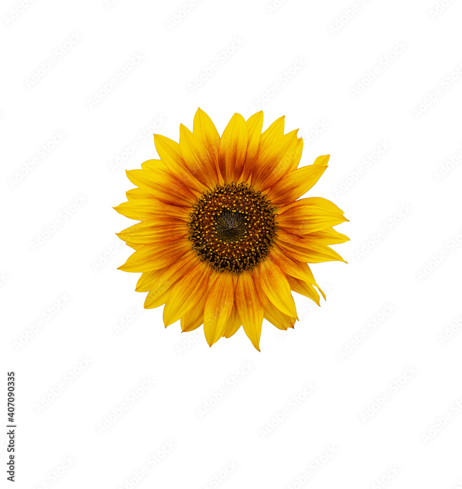 Fototapeta premium sunflower on white background