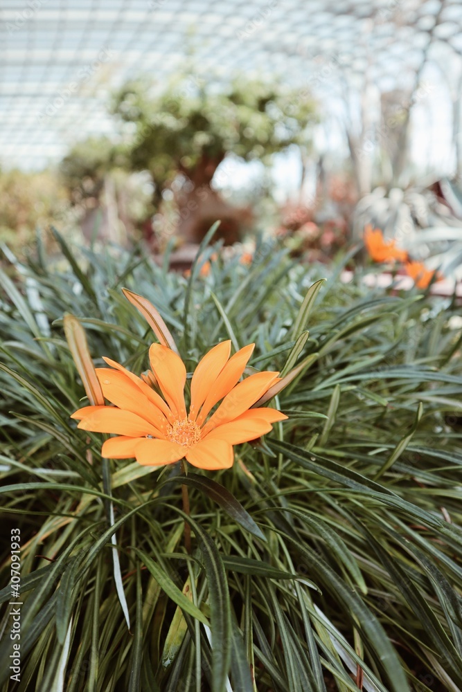 Fototapeta premium Beautiful orange flower. Travel, environment, nature concept. Green.