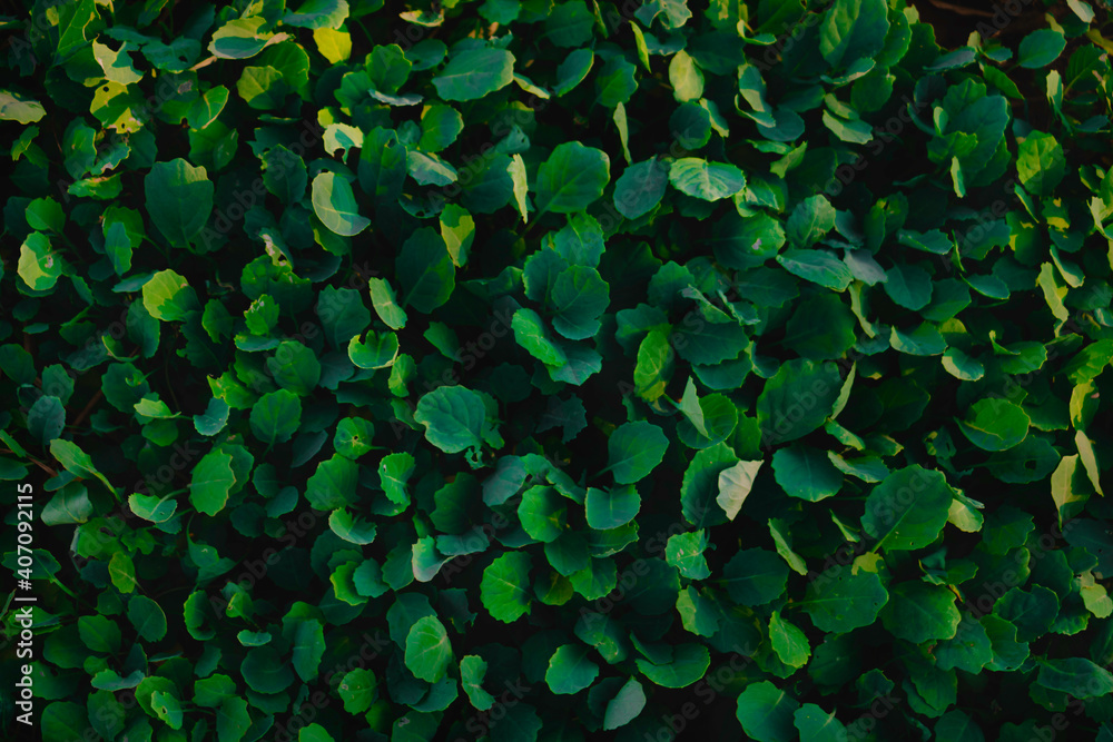 Top view leaf background.Green leaves color tone dark in the morning.Tropical Plant in Thailanad,environment,good air.photo concept nature and plant.